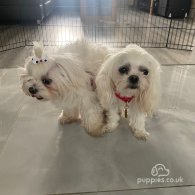 Maltese - Bitches