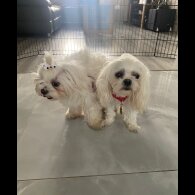 Maltese - Bitches