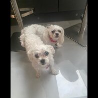 Maltese - Bitches