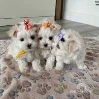 Maltese - Bitches