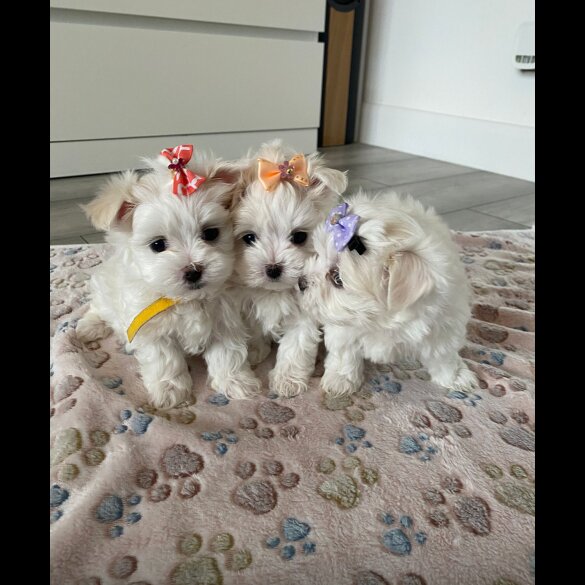 Maltese - Bitches