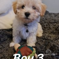 Maltipoo - Dogs