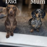 Dachshund (Standard & Miniature) - Both