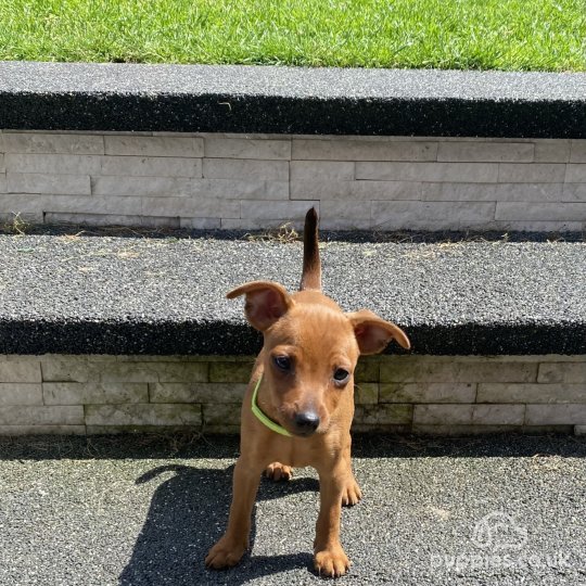 Miniature Pinscher puppies for Sale in the UK Puppies