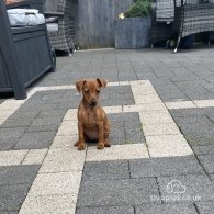 Miniature Pinscher - Both