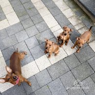 Miniature Pinscher - Both