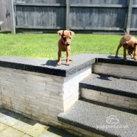 Miniature Pinscher - Both