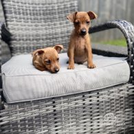 Miniature Pinscher - Both