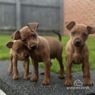 Miniature Pinscher - Both