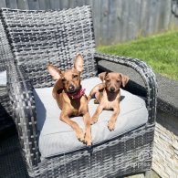 Miniature Pinscher - Both