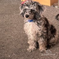 Miniature Poodle - Dogs