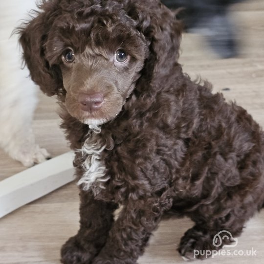 Miniature Poodle - Dogs