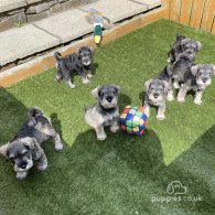 Kc registered miniature schnauzer puppies for sale hotsell