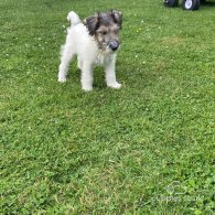 Mixed Breed - Dogs