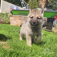 Mixed Breed - Both