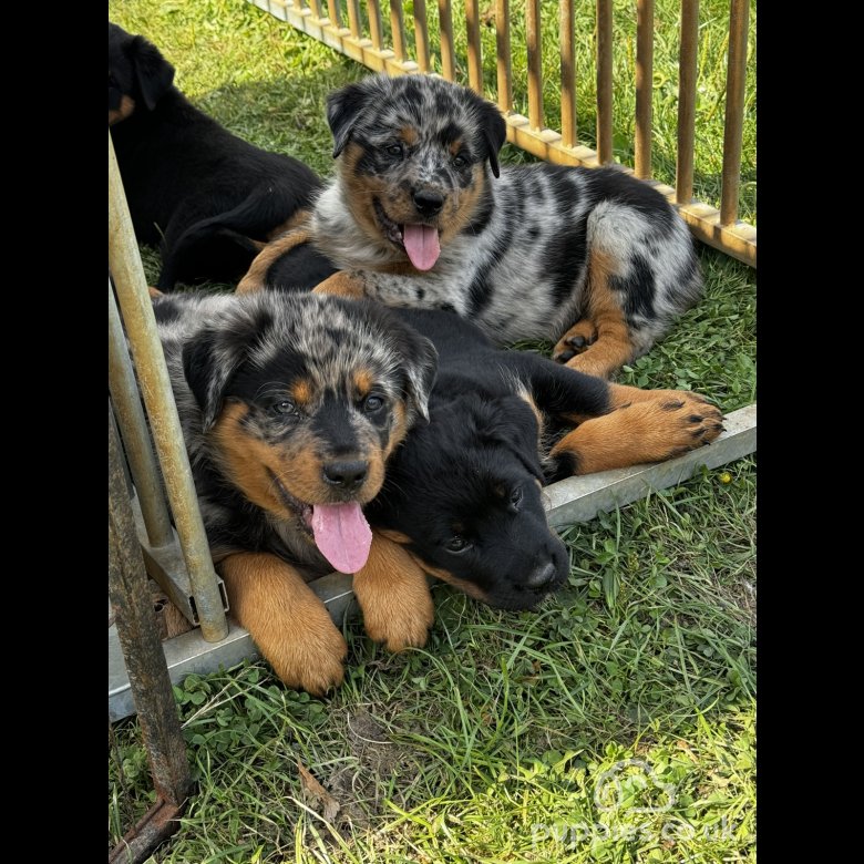 Mixed Breed Sale Great Tew Oxfordshire READY TO LEAVE Merle border collie x Rottweiler