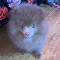 Pomeranian - Both