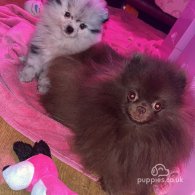 Pomeranian - Both