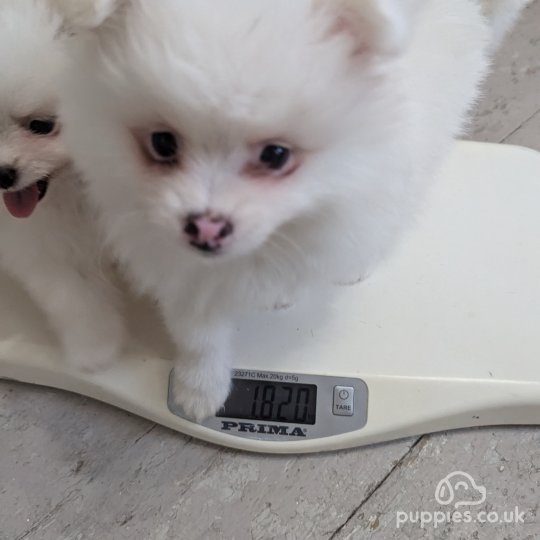 Pomeranian puppies for Sale in the UK Puppies