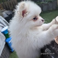 Pomeranian - Both