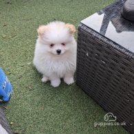 Pomeranian - Both