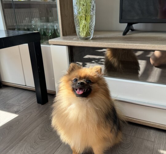 Pomeranian