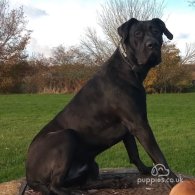 Presa Canario - Both