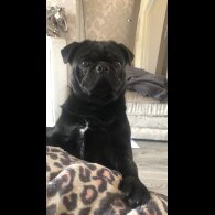 Pug