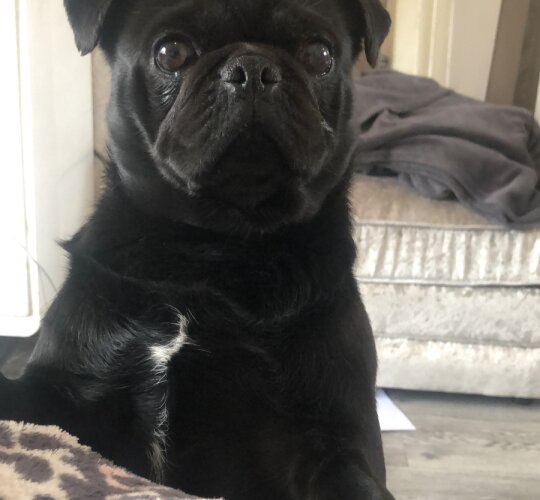 Pug