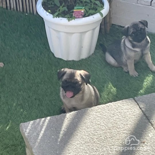 Pug - Both