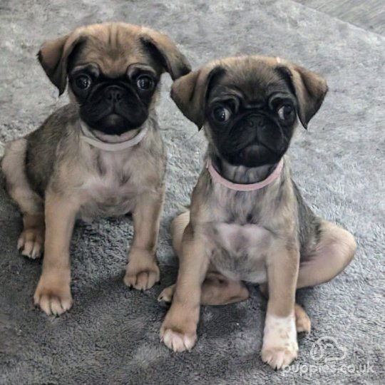 Pug - Both