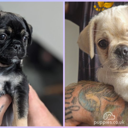 Pug - Both