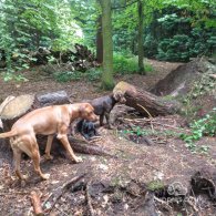 Rhodesian Ridgeback - Both