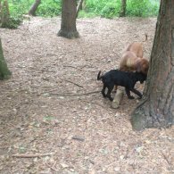 Rhodesian Ridgeback - Both