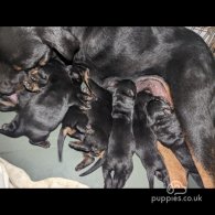 Rottweiler - Dogs