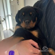 Rottweiler - Both