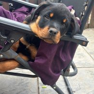 Rottweiler - Both