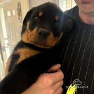 Rottweiler - Both