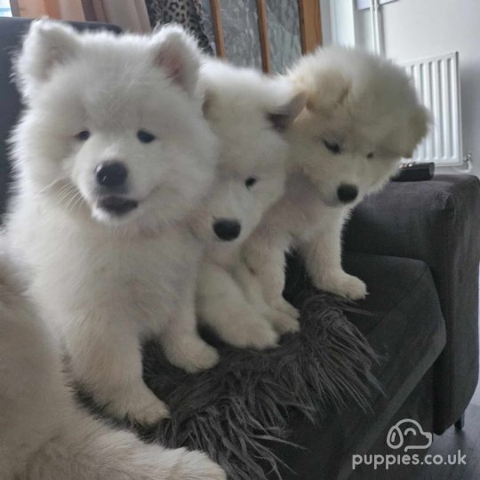 Samoyed - Both