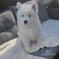 Samoyed - Both