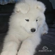 Samoyed - Both