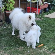 Samoyed - Both