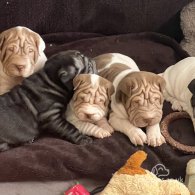 Shar Pei - Both