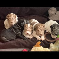 Shar Pei - Both