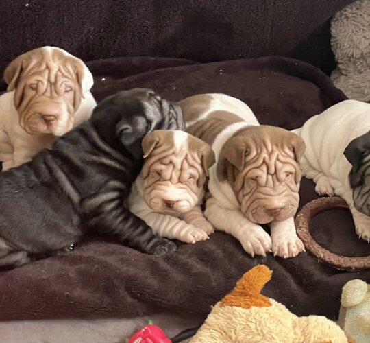 Shar Pei