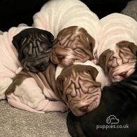 Shar Pei - Both