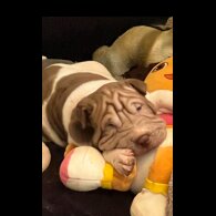 Shar Pei - Both