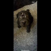 Shar Pei - Both