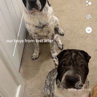 Shar Pei - Both