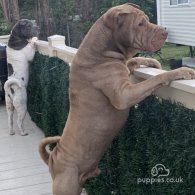 Shar Pei - Both